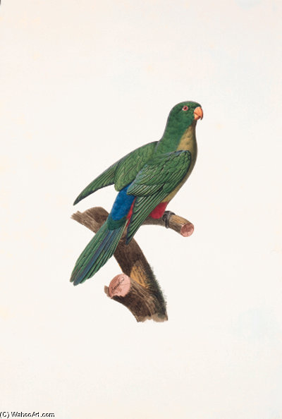 Alisterus Scapularis — Jacques Barraband