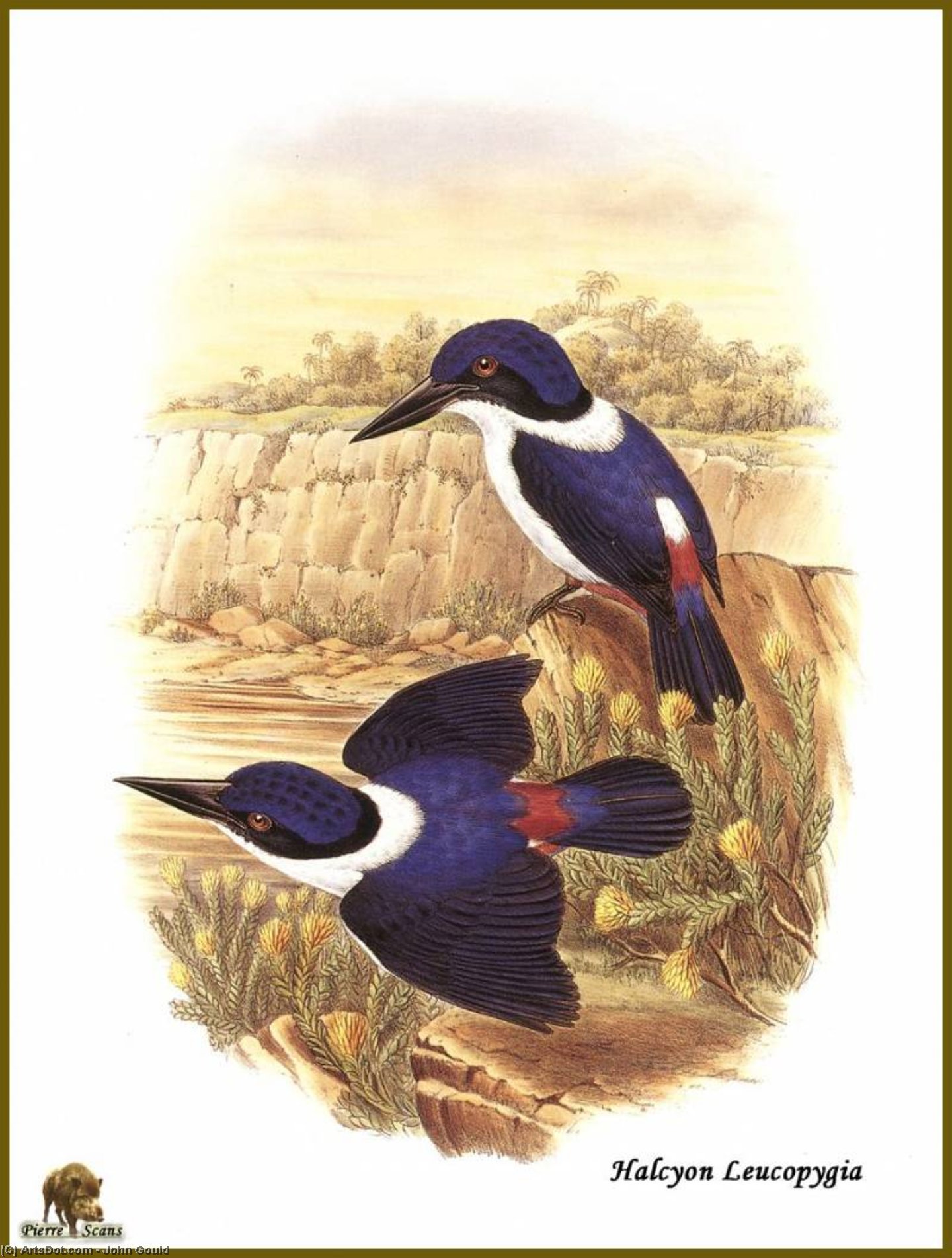 Martin P_cheur _dos Blanc — John Gould