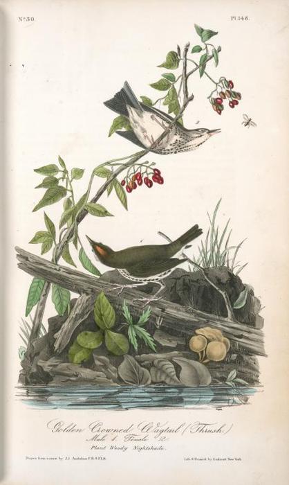 Golden-crowned Wagtail (thrush). 1. Male. 2. Female. (plant. Woody Nightshade) — John James Audubon