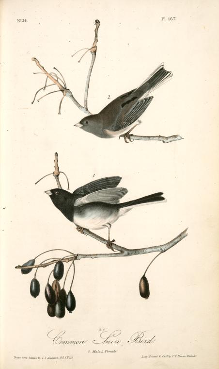 Common Snow-bird. 1. Male. 2. Female. — John James Audubon