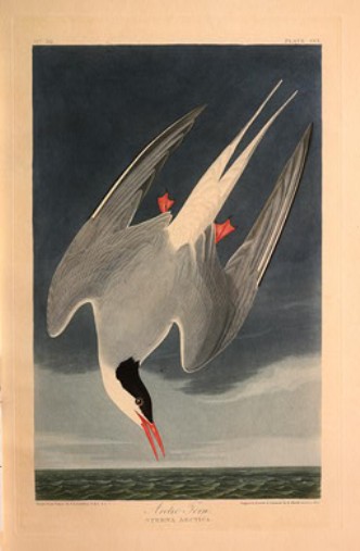 Arctic Tern — Robert Havell
