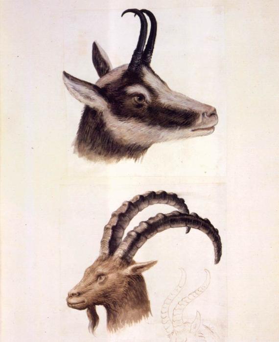 Naturstudien — Giuseppe Arcimboldo