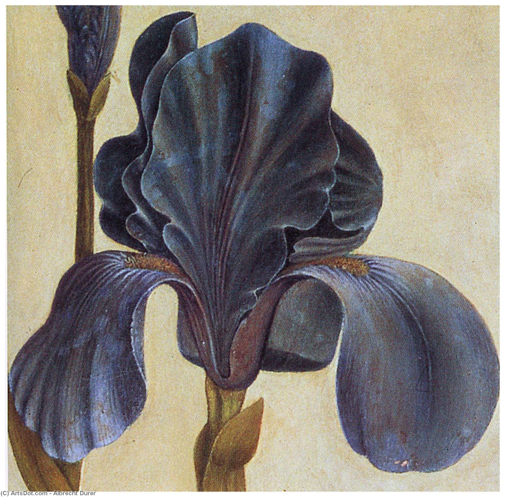 Troiana Iris (detail) — Albrecht Dürer