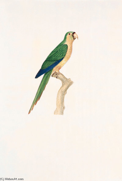 Pyrrhura Frontalis — Jacques Barraband