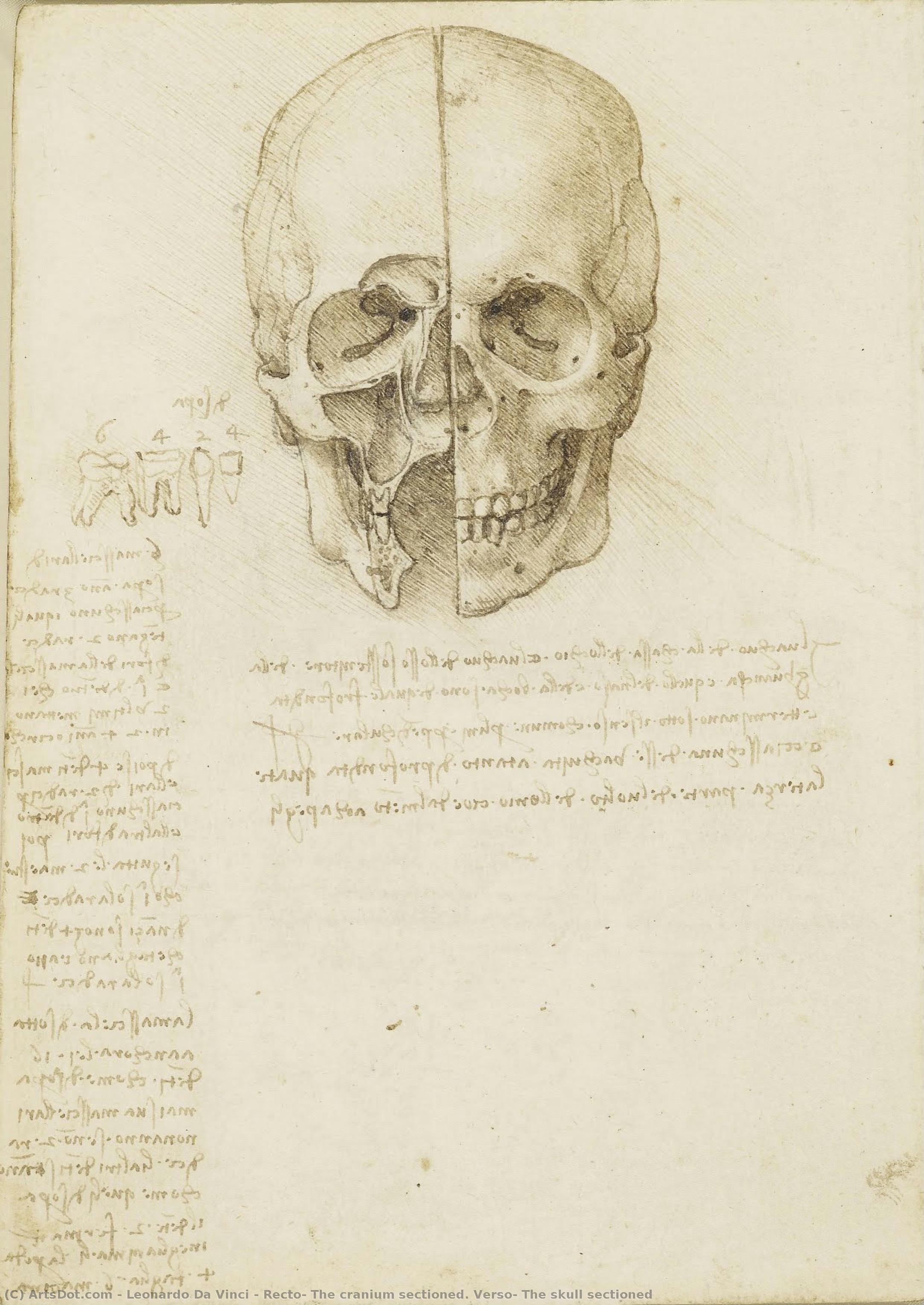 Recto: The Cranium Sectioned. Verso: The Skull Sectioned — Leonardo Da Vinci