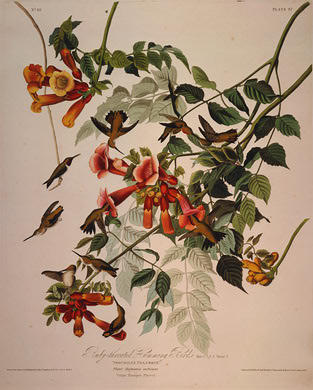 Ruby-throated Humming Bird — Robert Havell