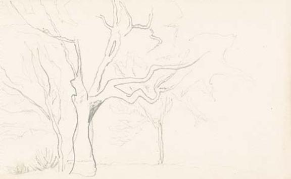 Sketch Of Tree For ''krishna'' From ''kulu'' Series — Nicholas Roerich