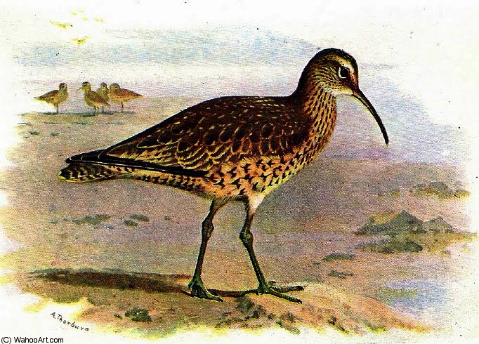 Eskimo Curlew — Archibald Thorburn