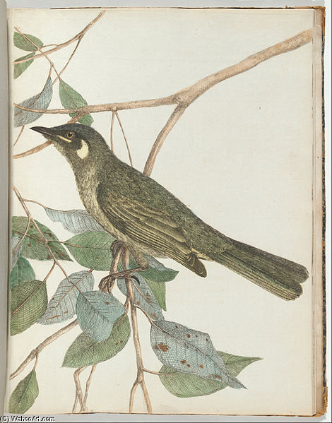 Yellow Ear Honeysucker — John William Lewin