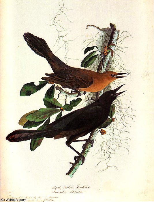 Boat - Tailed Grackle Bonnet Carres Church, January 4 - — John James Audubon