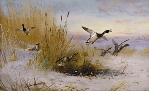 Delusive Hopes. Mallards In A Winter Marsh Startled By A Fox — Archibald Thorburn