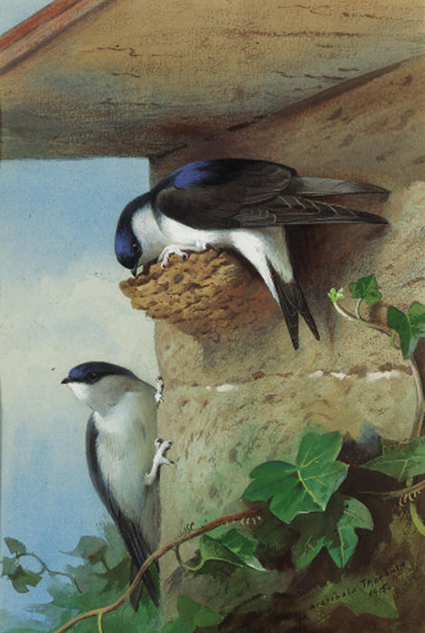 House Martins, On A Nest Beneath The Eves — Archibald Thorburn
