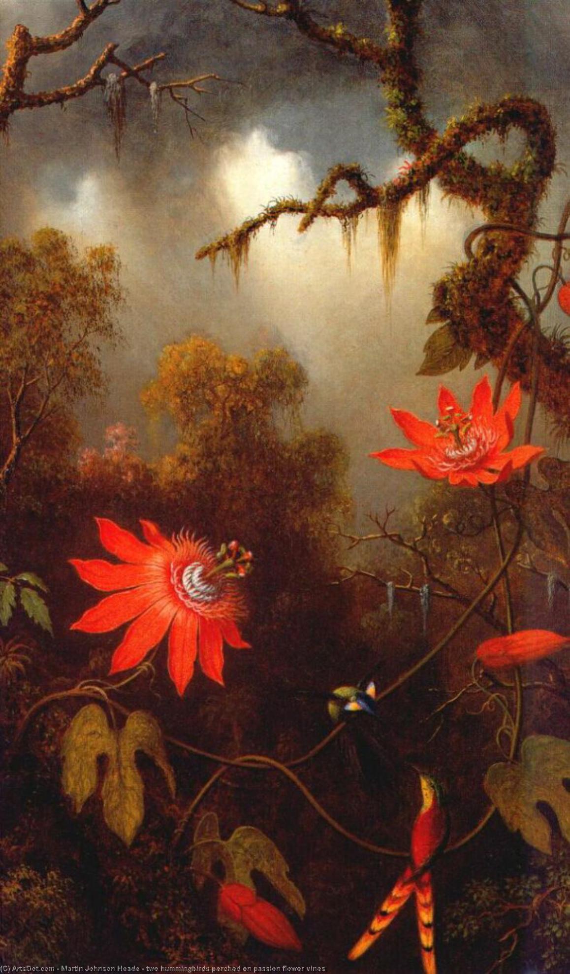 Two Hummingbirds Perched On Passion Flower Vines — Martin Johnson Heade