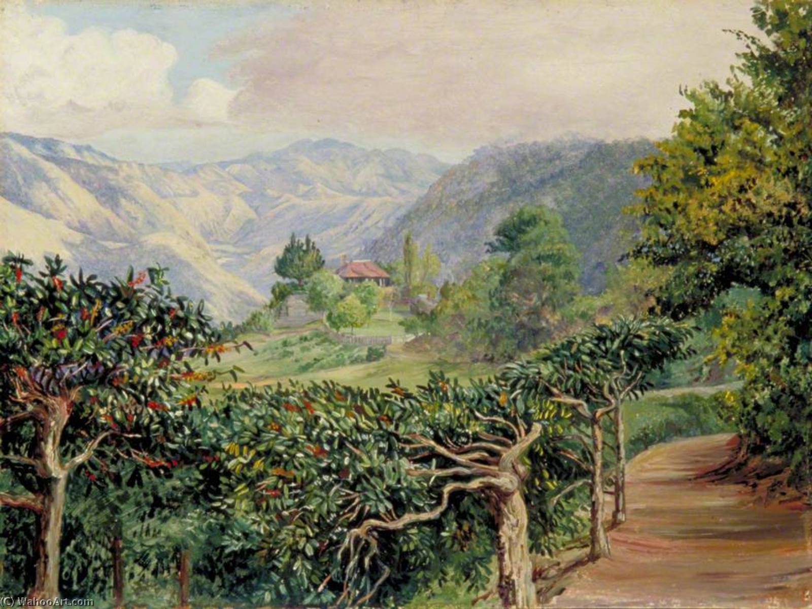 Coffee Plantation At Clifton Mount And The Blue Mountains Beyond Jamaica — Marianne North