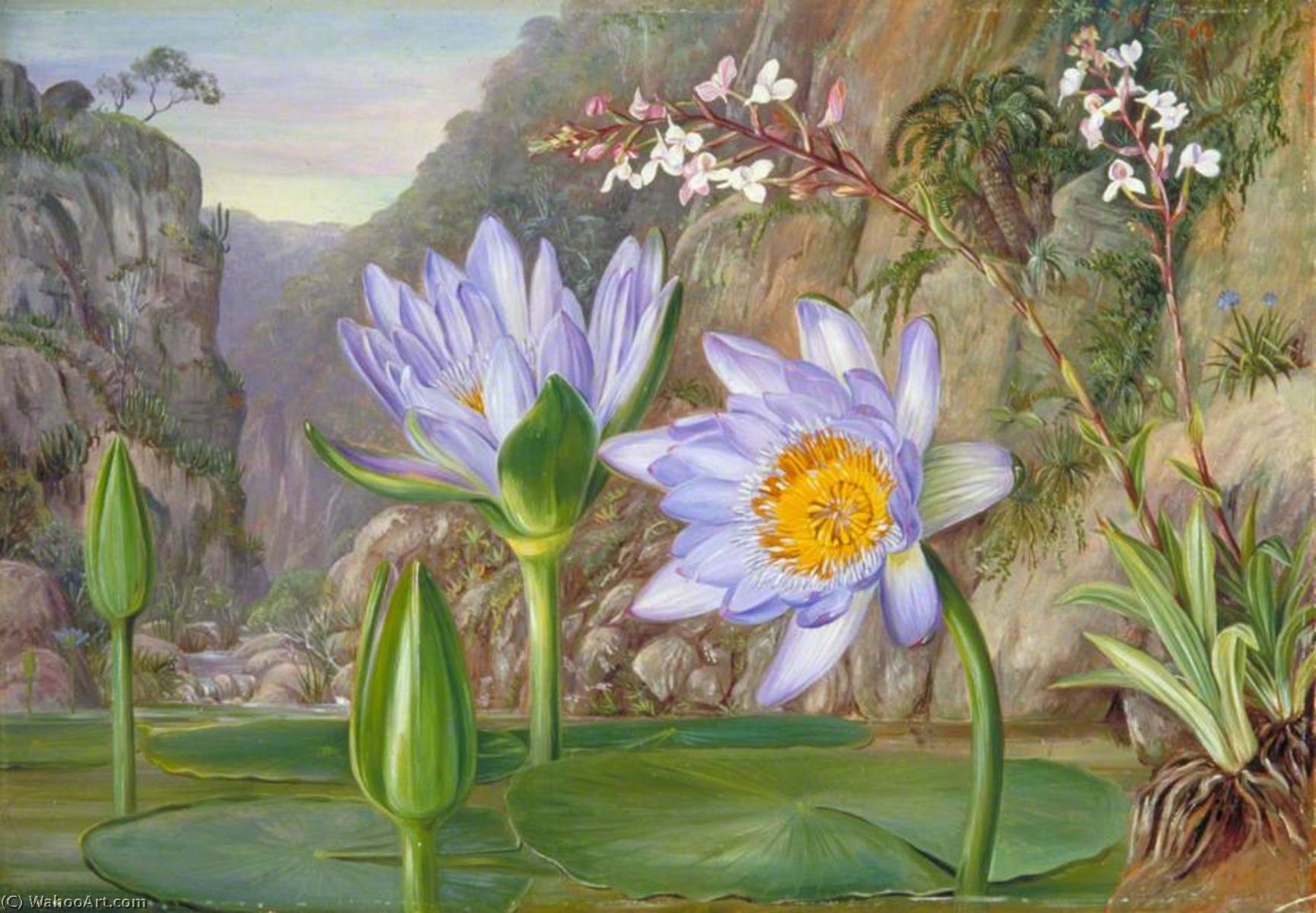 Agapanthes Norteño — Marianne North