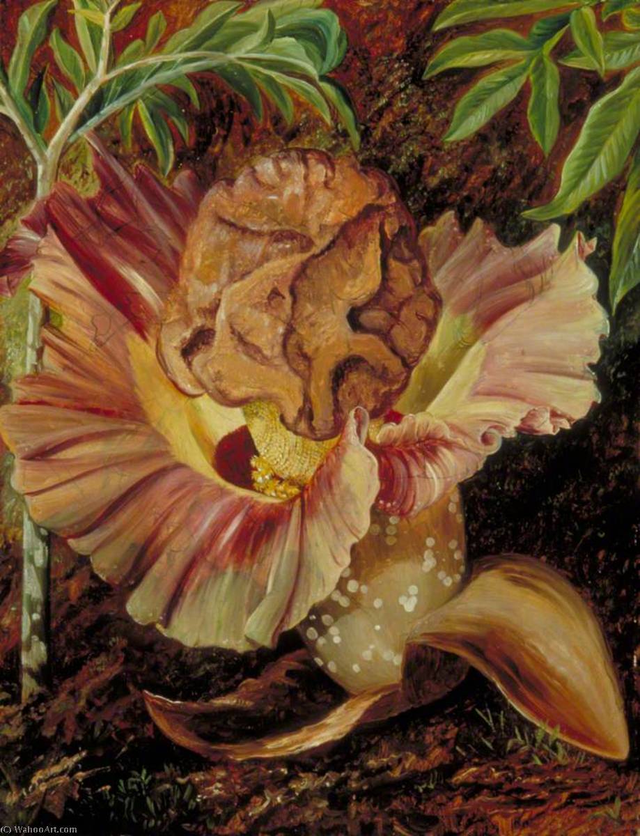 Leaf And Inflorescence Of A Gigantic Aroid, Java — Marianne North