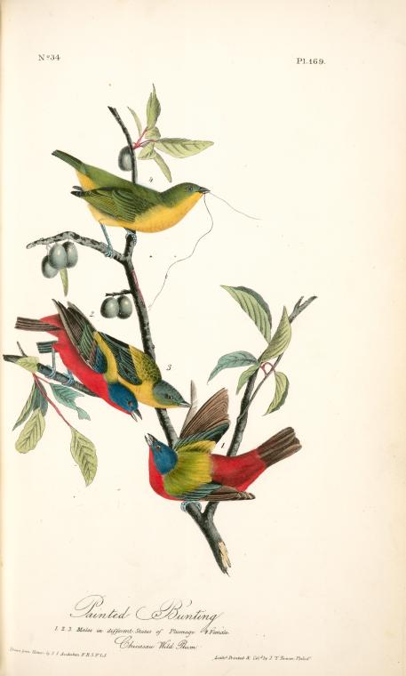 Painted Bunting. 1.2. 3. Males In Different States Of Plumage. 4. Female. (chicasaw Wild Plum) — John James Audubon
