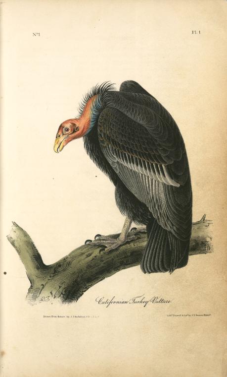 Californian Turkey Vulture — John James Audubon