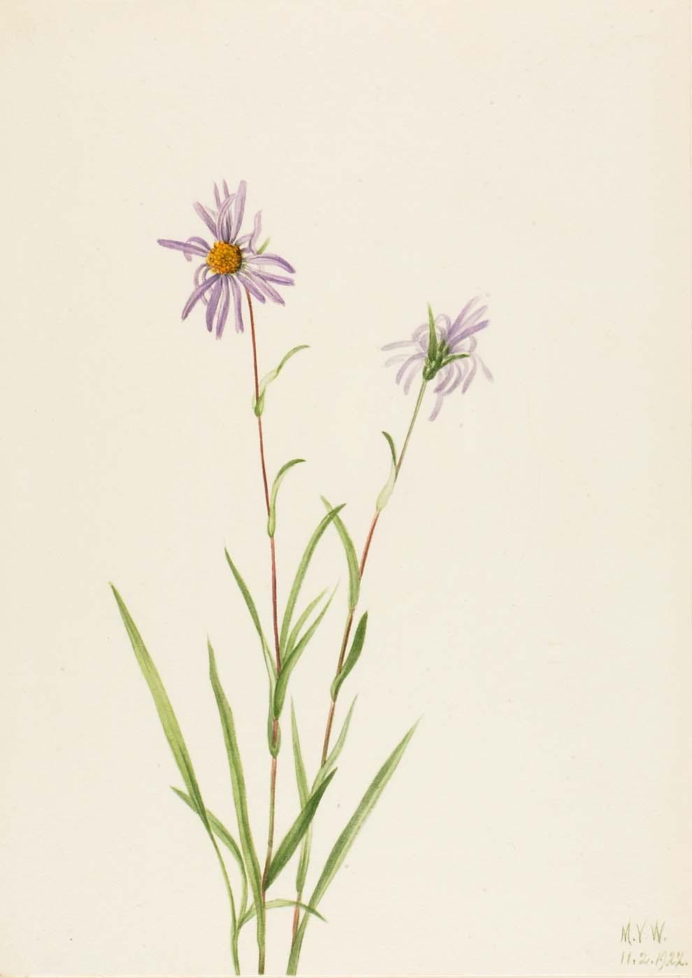 Aster De Pantano — Mary Vaux Walcott
