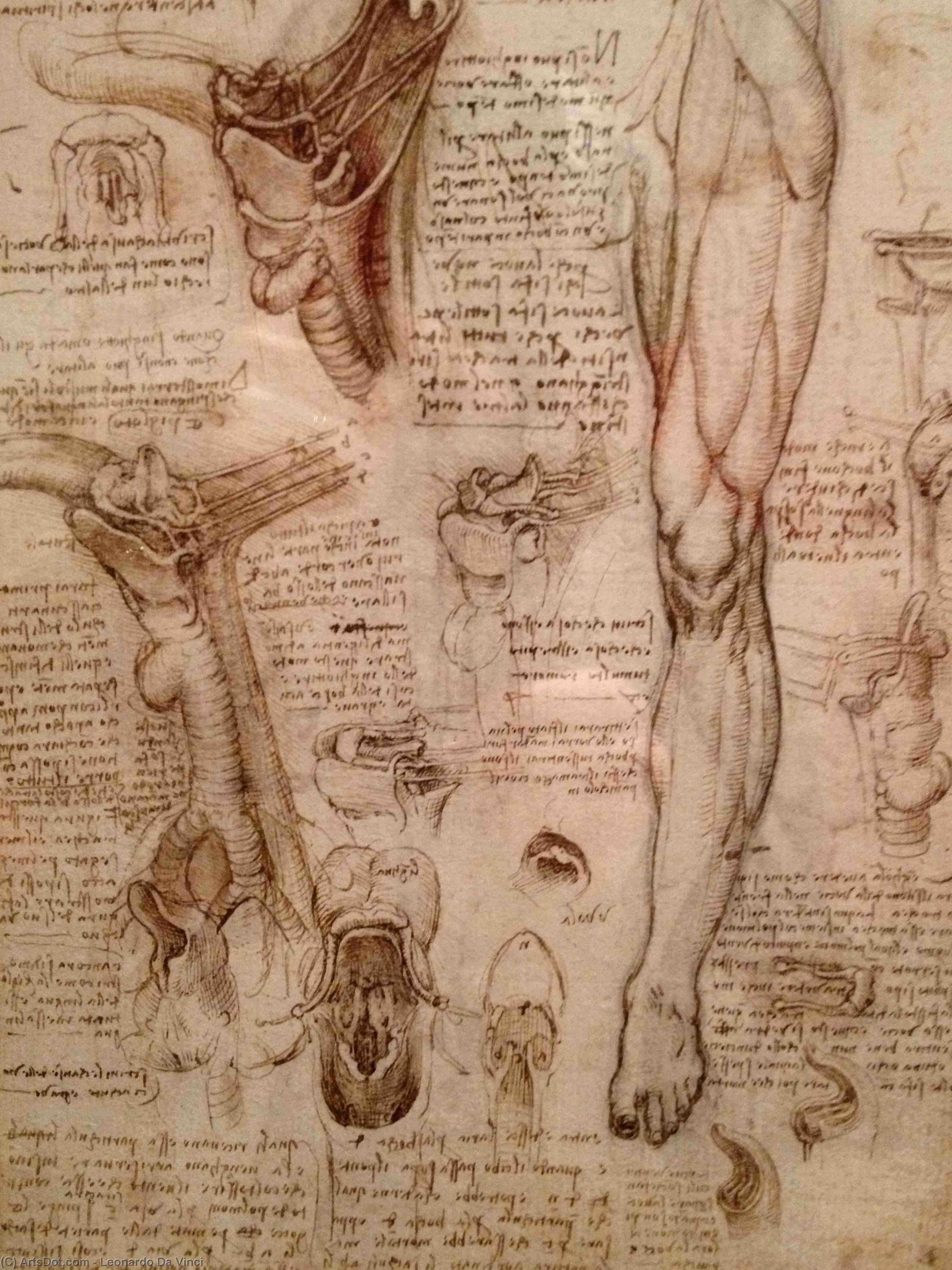 Dissection Of The Female Body — Leonardo Da Vinci