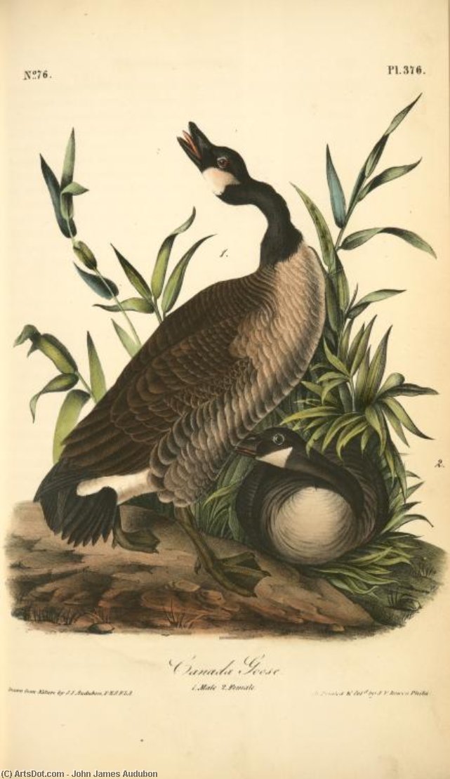 Canada Goose. 1. Male. 2. Female — John James Audubon