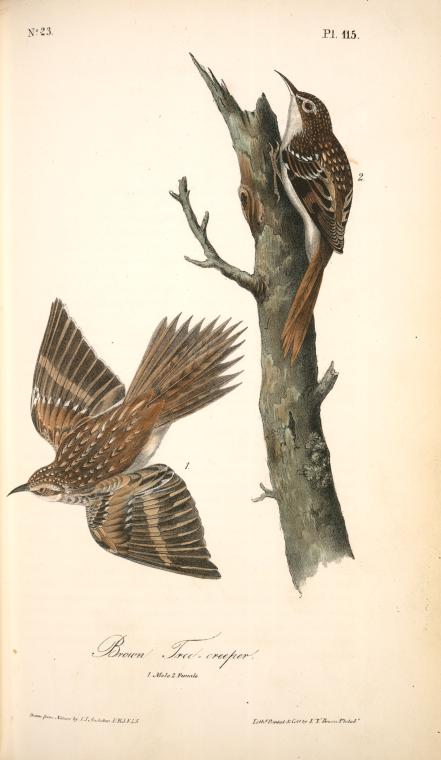 Brown Tree-creeper. 1. Male. 2. Female. — John James Audubon