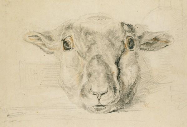 Head Of A Dead Sheep 1 — John Frederick Lewis