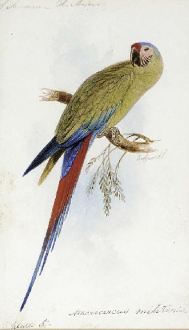 A Varied Lorikeet — Edward Lear