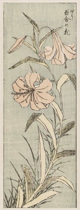 Yuri No Hana — Katsushika Hokusai