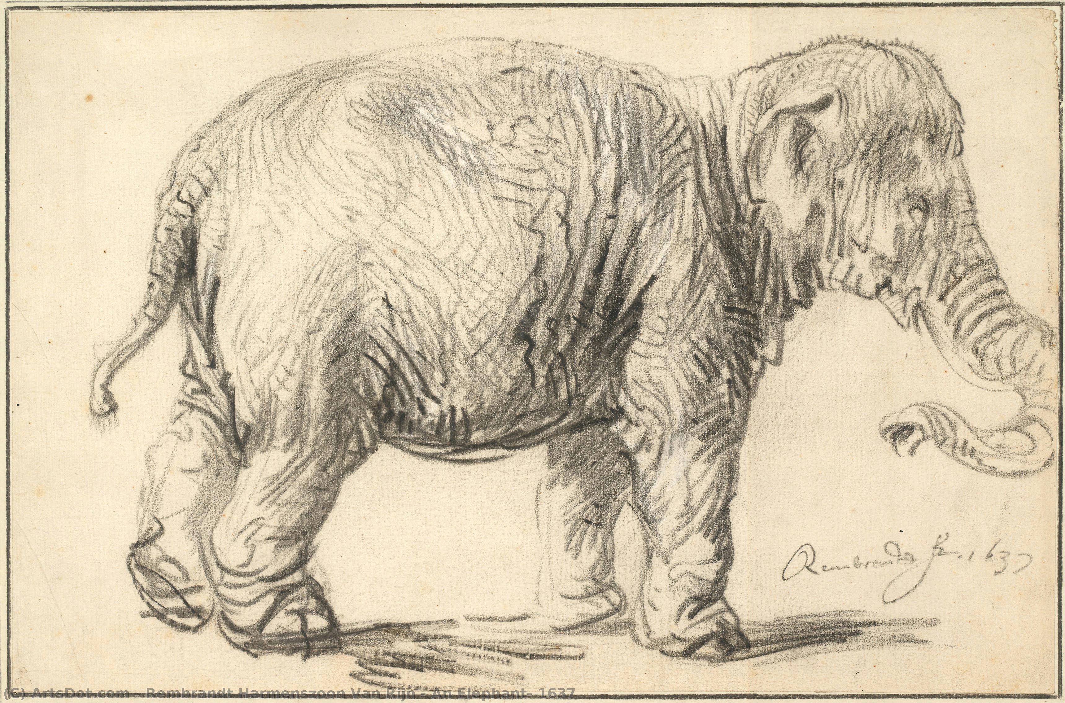 An Elephant, 1637 — Rembrandt Van Rijn