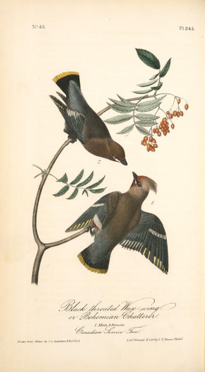 Black-throated Wax-wing, Or Bohemian Chatterer. 1. Male. 2. Female. (canadian Service Tree) — John James Audubon