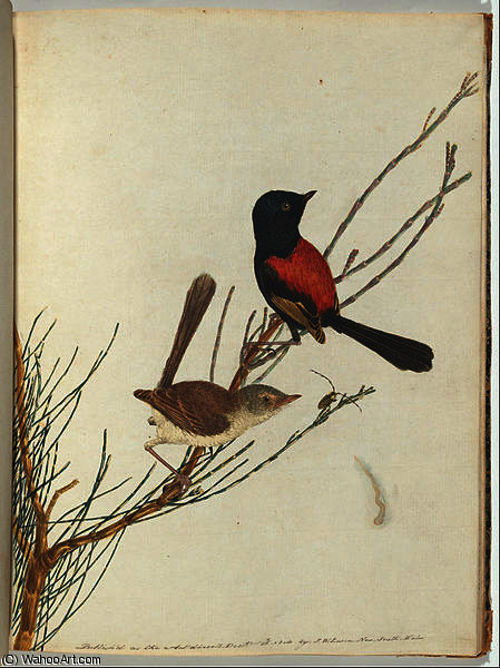 Scarlet ^ Black Warbler — John William Lewin