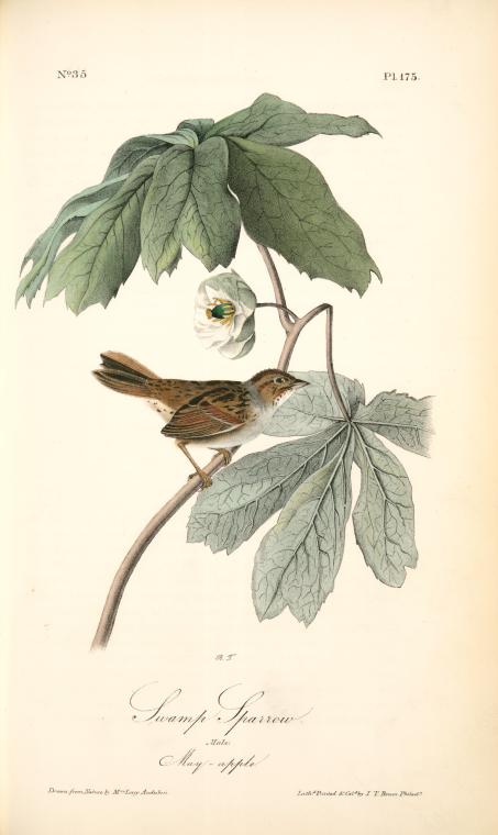 Swamp Sparrow. Male. (may-apple.) — John James Audubon
