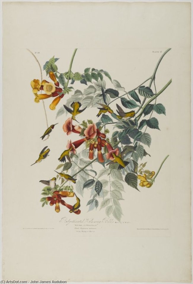 Ruby Throated Humming Bird — John James Audubon