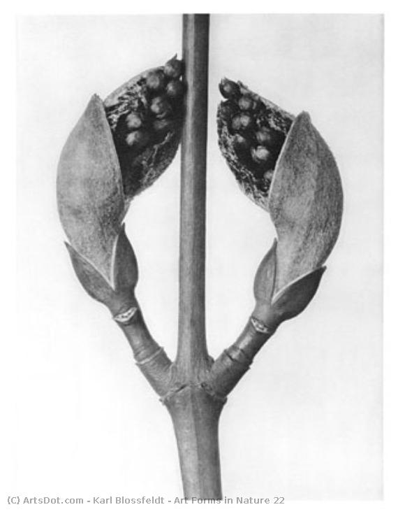 Art Forms In Nature 22 — Karl Blossfeldt
