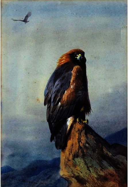 A Golden Eagle 1 — Archibald Thorburn