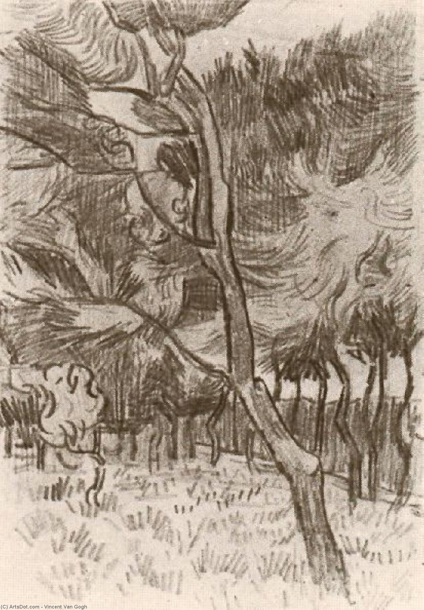 Pinien Im Garten Der Anstalt — Vincent Willem Van Gogh