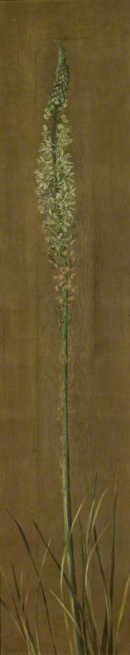 A Species Of Ornithogalum — Marianne North