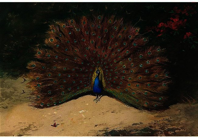 Peacock And Butterfly — Archibald Thorburn