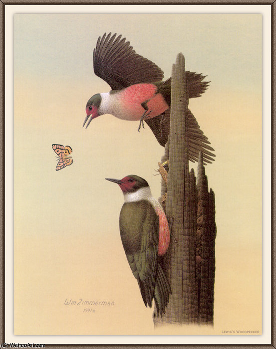 Lewiss Woodpecker — August Albert Zimmermann