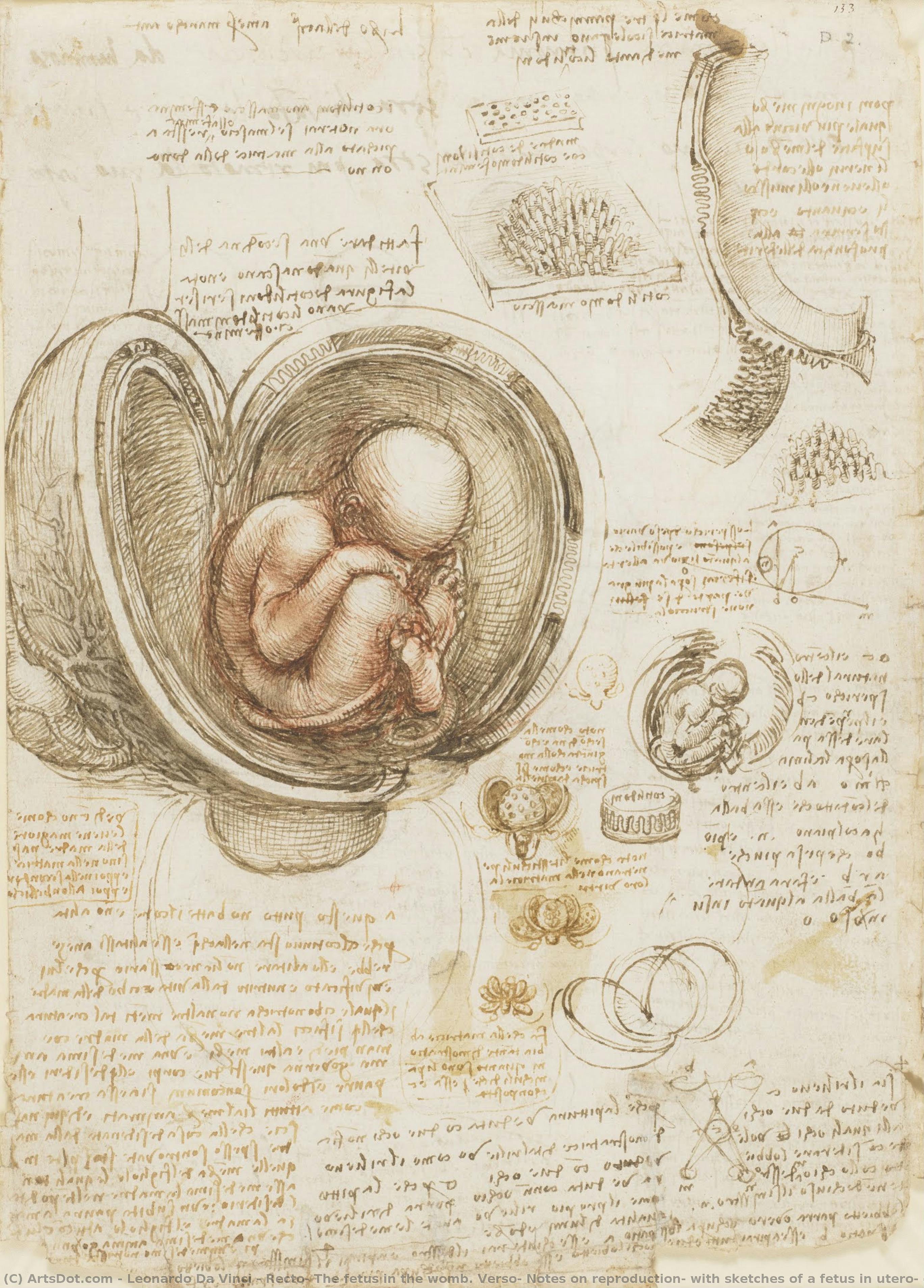Recto: The Fetus In The Womb. Verso: Notes On Reproduction, With Sketches Of A Fetus In Utero, Etc. — Leonardo Da Vinci