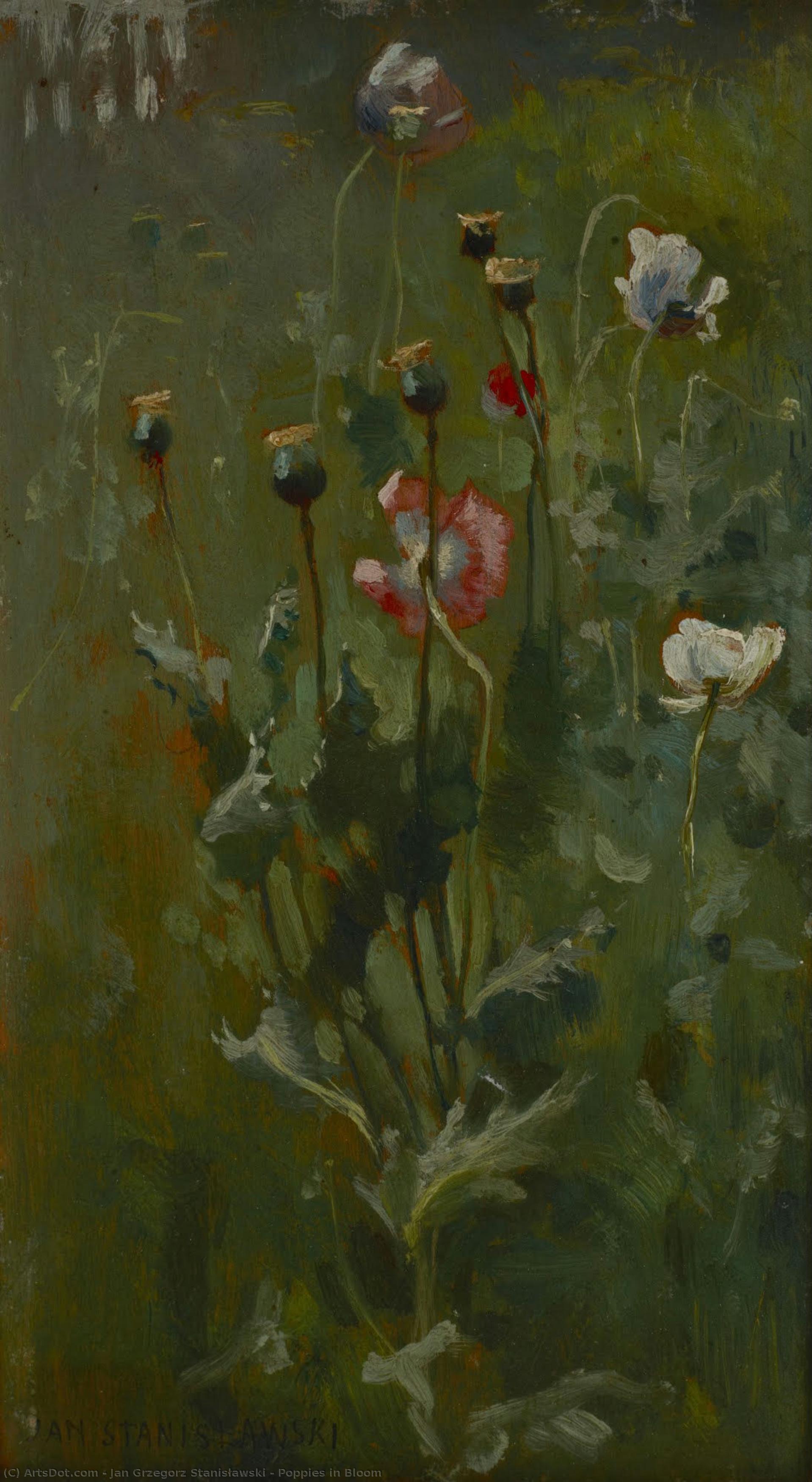Poppies In Bloom — Jan Grzegorz Stanisławski