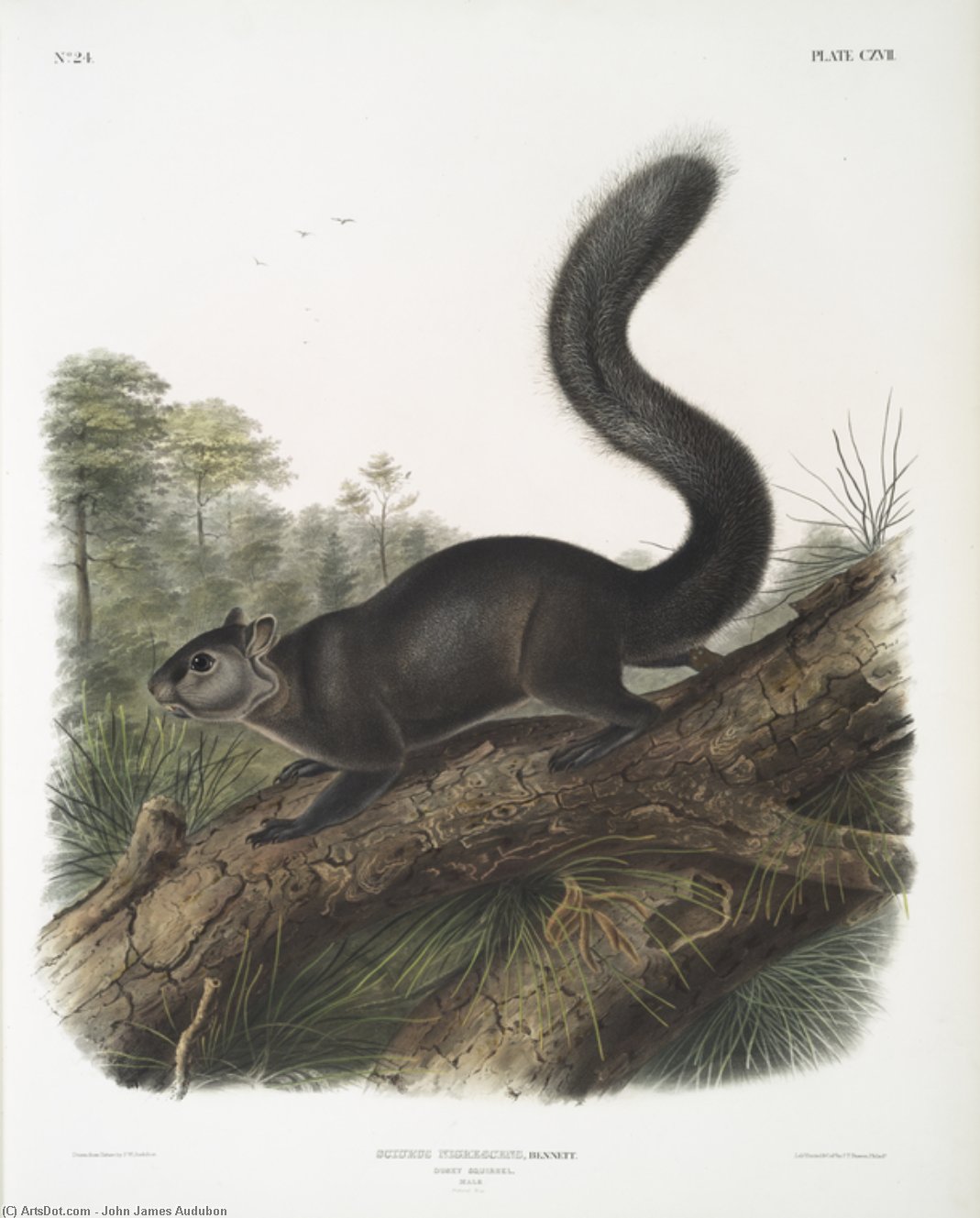 Sciurus Nigrenscens, Dusky Sqiurrel. Male. Natural Size — John James Audubon