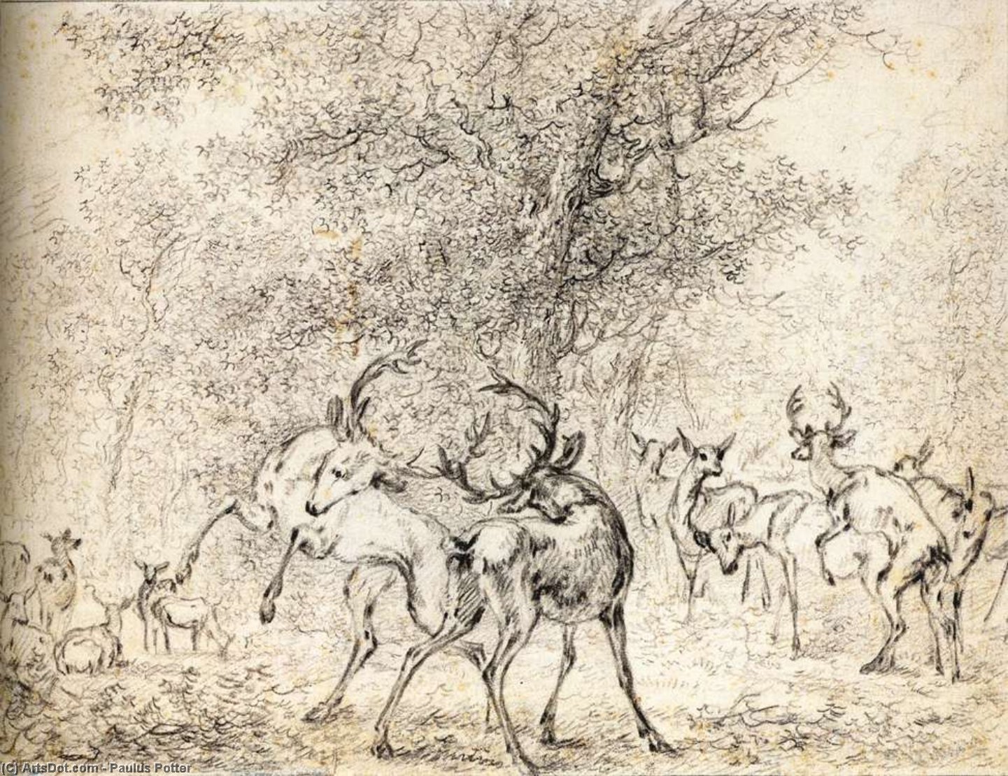 Deer In The Wood — Paulus Potter