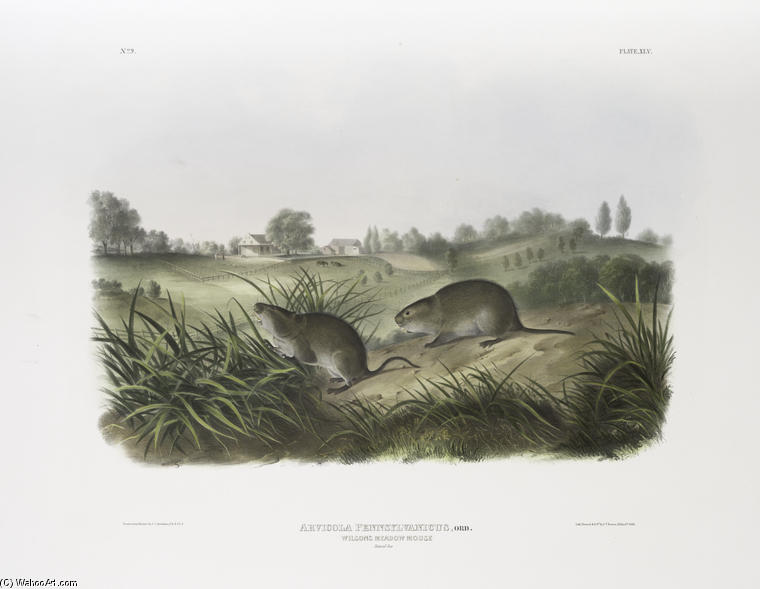 Arvicola Pennsylvanicus, Wilson's Meadow Mouse. Natural Size — John James Audubon