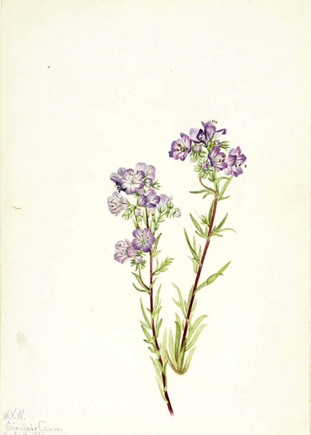 Sand Phacelia (phacelia Linearis) — Mary Vaux Walcott
