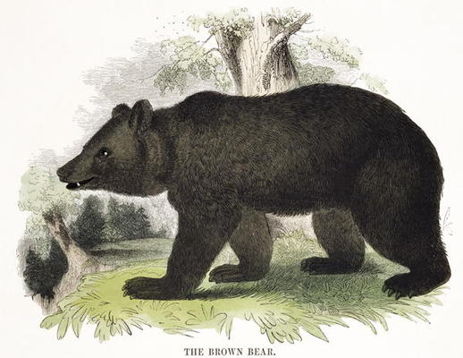 The Brown Bear, — Josiah Wood Whymper