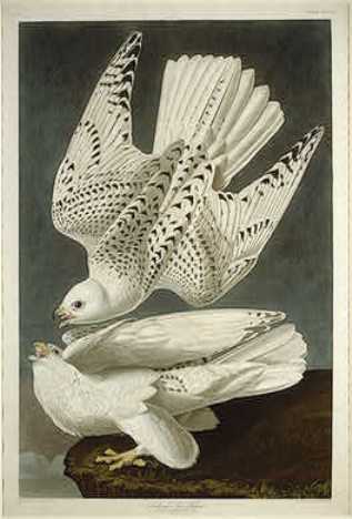 Iceland Or Jer Falcon — Robert Havell
