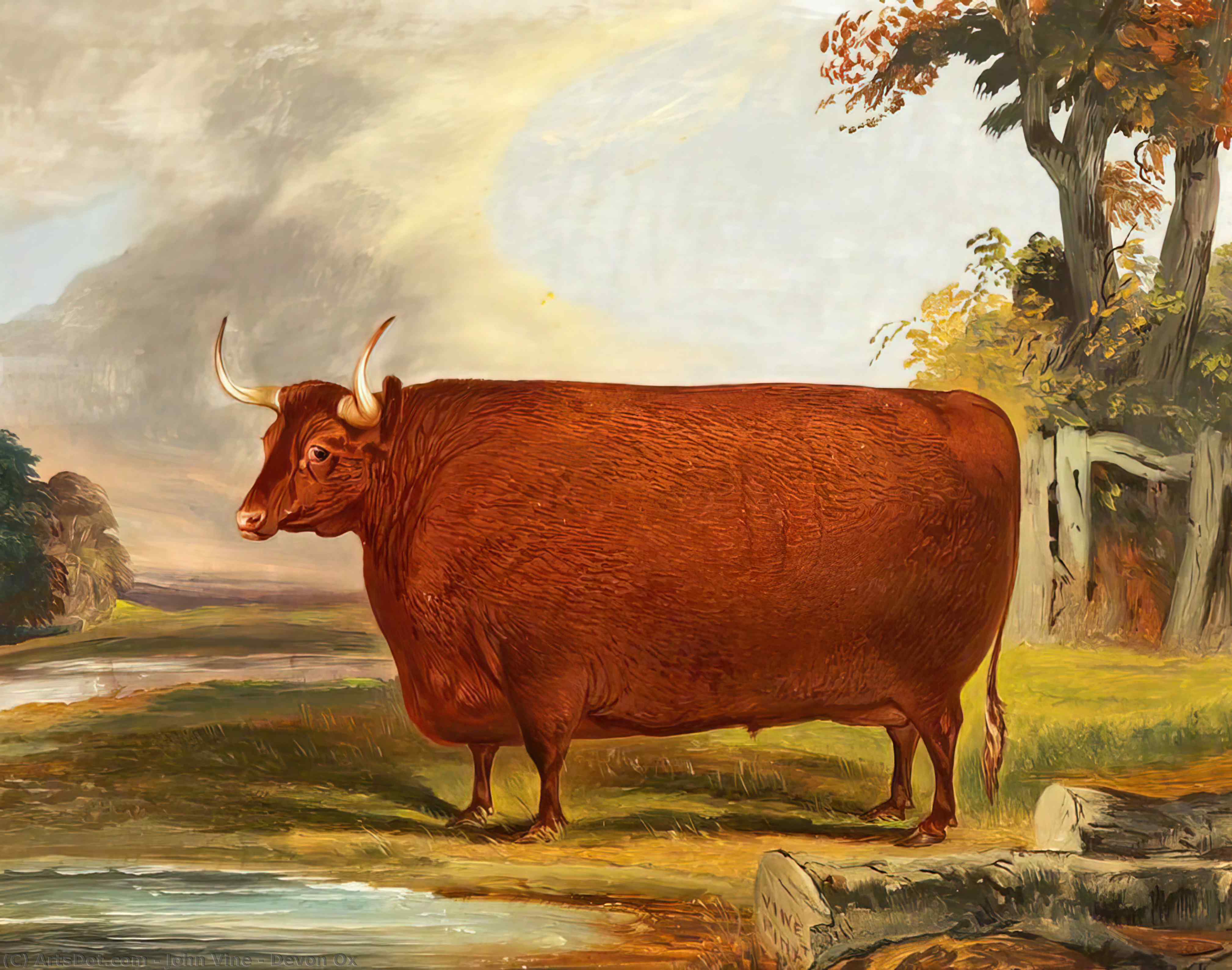 Devon Ox — John Vine
