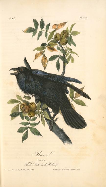 Raven. Old Male. (thick-shell Bark Hickory) — John James Audubon